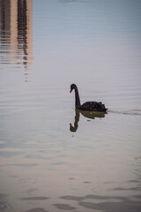 swan on the lake