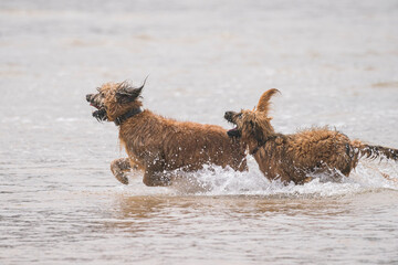 dogs playing in water