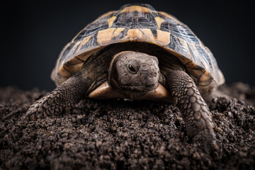 Eastern Hermann's tortoise, European terrestrial turtle, Testudo hermanni boettgeri, turtle on a...