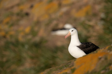 The Black-browed albatross (Thalassarche melanophris)