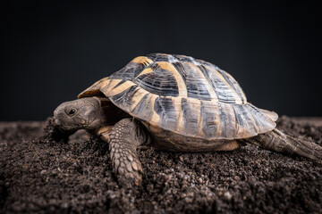 Eastern Hermann's tortoise, European terrestrial turtle, Testudo hermanni boettgeri, turtle on a black background and garden soil