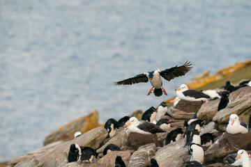 King Cormorant (Phalacrocorax atriceps)