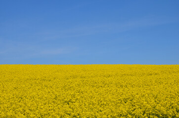 Rapeseed field, blooming yellow canola flowers, blue sky background, spring