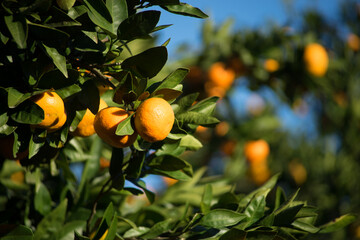 The branches of a tangerine tree