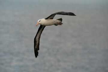 Fototapeta na wymiar The Black-browed albatross (Thalassarche melanophris)