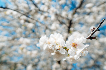 Blooming tree at sunlight. Branch of beautiful white flowers of a tree. Blossom branch on blur background.
