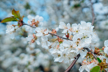Almond tree brunches with blossoms on a blue sky background. White and pink spring flowers in the garden.
