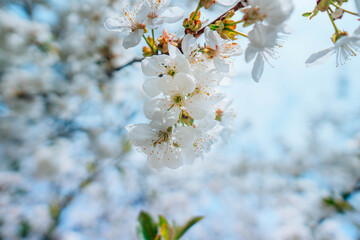 Beautiful, spring cherry blossoms. Cherry tree branch with white blossom in spring. Close up.