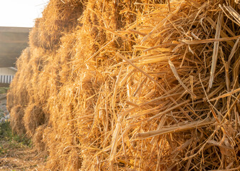 A bale of hay group or haystack on  agriculture farm, hay pile of dried grass straw under sunlight.