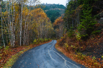 Fototapeta premium Authumn road