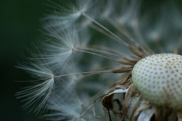 Fluffy dandelion close-up on a dark background