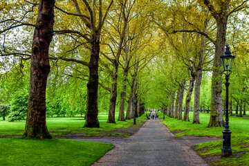 Fototapeta na wymiar Alley with trees in park