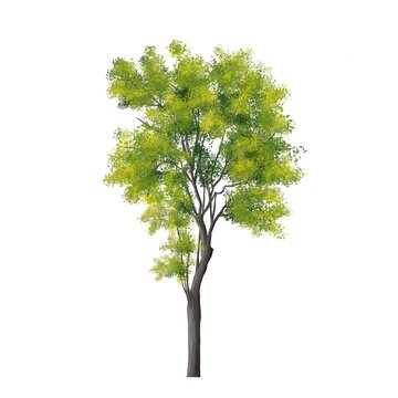abstract watercolor green tree side view isolated on white background  for landscape and architecture layout drawing, elements for environment and garden, tree elevation
