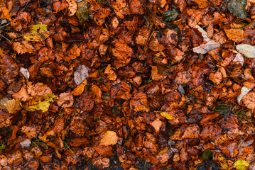 Authumn