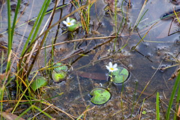 Snowflake waterlily in water on the Atherton Tablelands in Tropical North Queensland, Australia