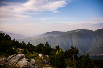 Summer landscape in La Cerdanya, Pyrenees, Spain