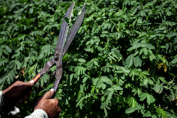 A gardener in the garden trims the leaves of trees with large metal shears.