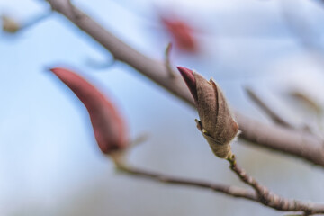 Beautiful pictures of spring magnolias