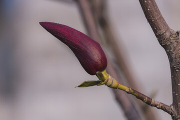 Beautiful pictures of spring magnolias