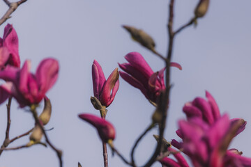 Beautiful pictures of spring magnolias