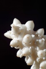 Spathiphyllum flowers