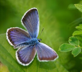 butterfly on a flower