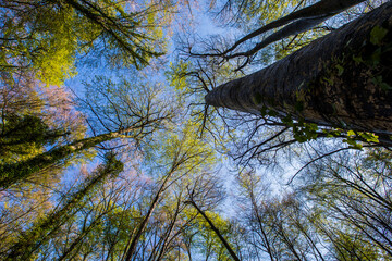 Spring sunrise in La Fageda D En Jorda Forest, La Garrotxa, Spain