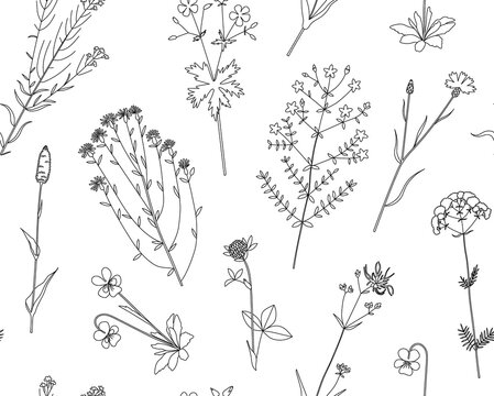 Floral vector seamless pattern with meadow wild flowers, plants and herbs. Hand drawn illustration isolated on white background. For wrapping, fabric, wallpaper.