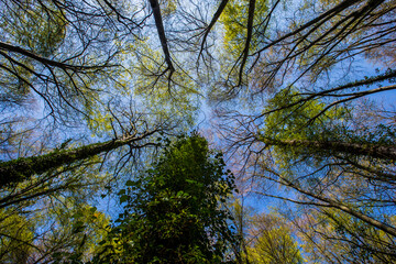 Obraz premium Spring sunrise in La Fageda D En Jorda Forest, La Garrotxa, Spain