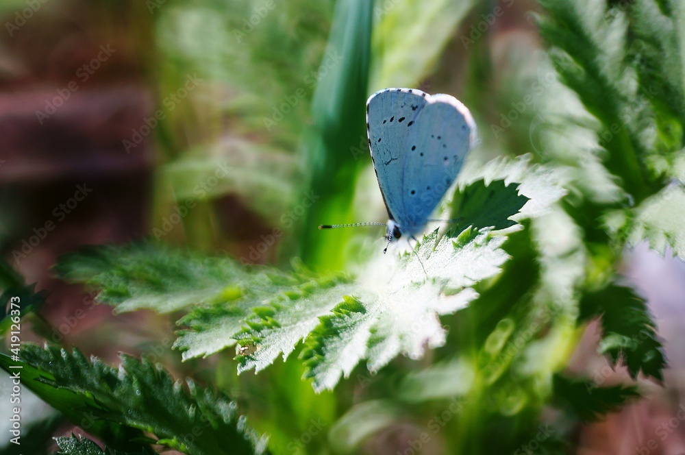 Poster butterfly on a flower