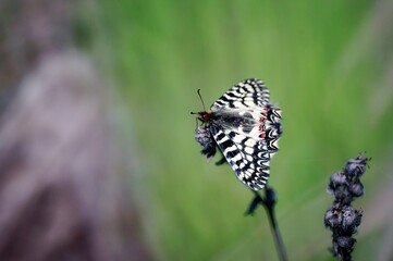 butterfly on a flower