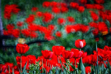 Obraz premium red tulips in the garden
