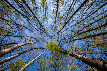 Spring sunrise in La Fageda D En Jorda Forest, La Garrotxa, Spain