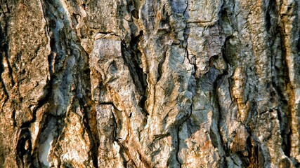 bark of a tree