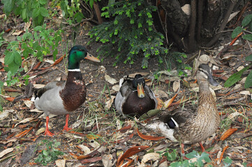 A duck and two drakes.