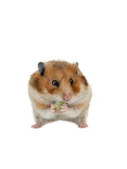 hamster eating food isolated on white background