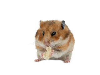 hamster eating food isolated on white background