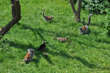 Fototapeta premium Raccoons are fighting a duck and ducklings