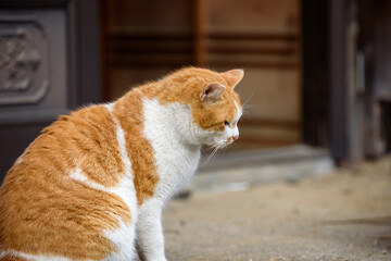 Stray cat intimidating another cat (Brown and white cat)