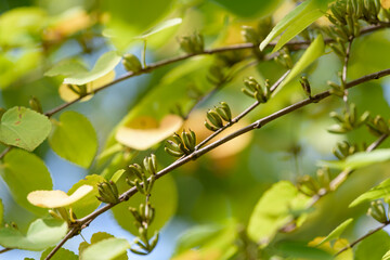 Fruits of katsura, on the branch