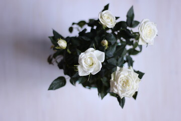 bouquet of white roses top view on white background