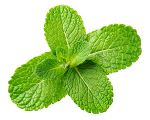 Mint leaf. Fresh mint on white background. Mint leaves isolated. Full depth of field.