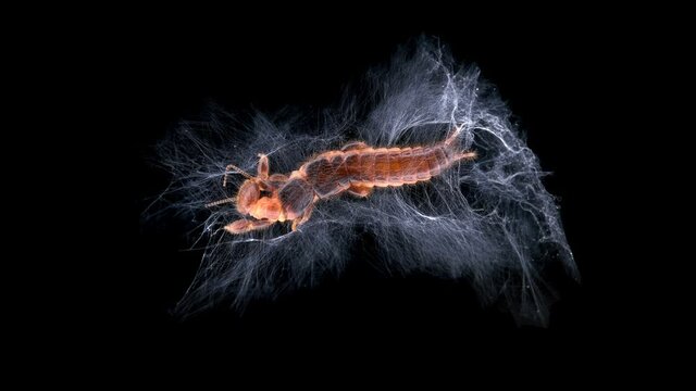relic insect Embia savignyi under a microscope, female. Of the family Embiidae, feed on decaying plant remains, build silk passages along which they move