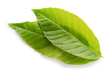 Walnut leaves isolated. Green walnut leaf on white background. Clipping path.  Full depth of field.