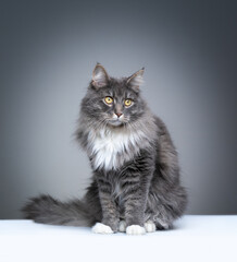 studio portrait of a blue tabby white maine coon cat sitting on white ground looking thoughtful on gray background with copy space