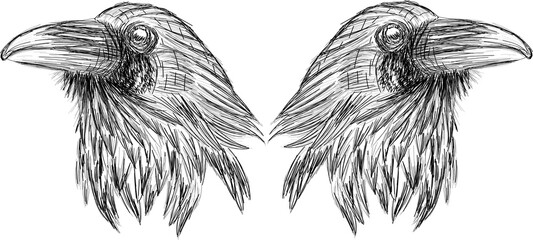 Ravens heads vector sketch  - original sketch portrait print 