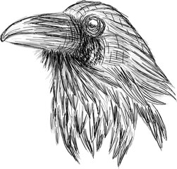 Raven portrait vector - original black and white portrait sketch of raven bird
