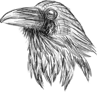 recommend clip art: Raven portrait - original black and white portrait sketch of raven bird
