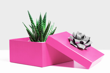 Cactus or succulent in a neon pink gift box on table. Environment friendly mock up. Florist sale or shopping. Greenery with copy space banner. Succulent aloe. Mothers Day