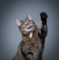 studio shot of a hungry tabby shorthair cat raising paw begging for food licking lips on gray...